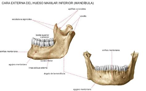 maxilar inferior
